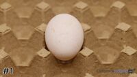 Egg#1