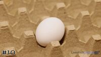 Egg#10