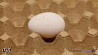 Egg#2