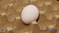 Egg#3