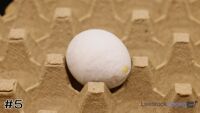Egg#5