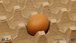 Egg#7