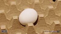 Egg#8