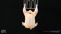 Carcass#1