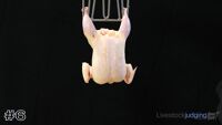 Carcass#6