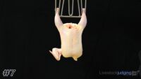Carcass#7