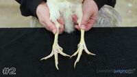 Hen#2