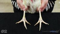 Hen#2