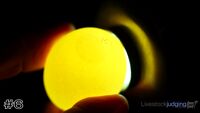 Egg#6