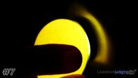 Egg#7