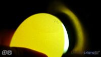 Egg#6