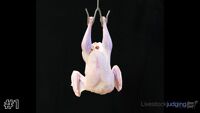 Carcass#1