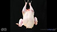 Carcass#3