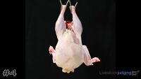 Carcass#4