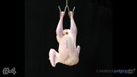 Carcass#4