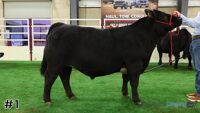 Steer#1
