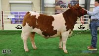 Steer#2