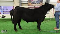 Steer#3