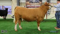 Steer#4