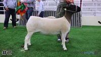Ewe#2