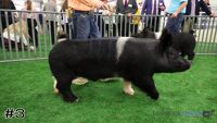 Hog#3
