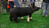 Hog#4