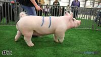 Hog#2