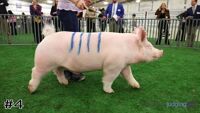 Hog#4
