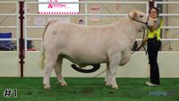 Steer#1