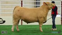 Steer#3