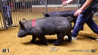 Hog #1