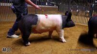 Hog #2