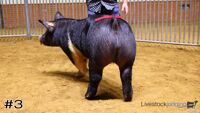 Hog #3
