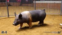 Hog #4