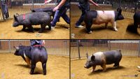 All Animals