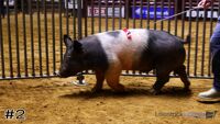 Hog #2