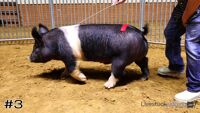 Hog #3