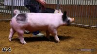 Hog #4
