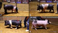 All Animals