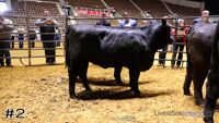 Bull #2