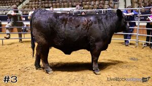 Class #7 Breeding Heifers thumbnail