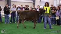 Heifer#1