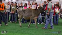 Heifer#3