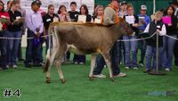 Heifer#4
