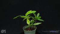 Plant#1