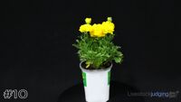 Plant#10