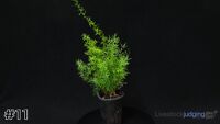 Plant#11