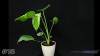 Plant#15