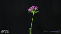 Plant#16
