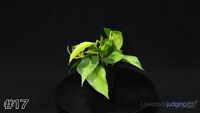 Plant#17